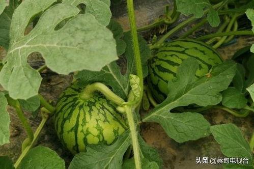 老余在线吃瓜,揭秘娱乐圈幕后故事