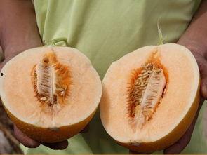 小说甜蜜吃瓜,一场甜蜜的吃瓜盛宴