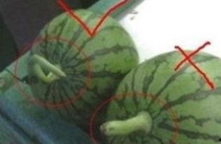 吃瓜莱州,探寻美食与文化的独特魅力