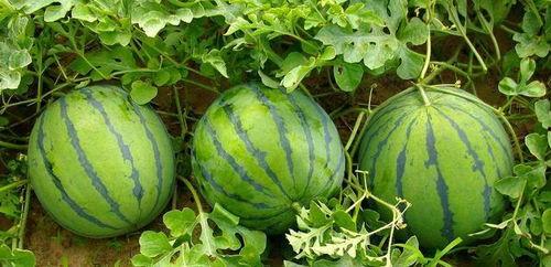 吃瓜是什么礼物,夏日消暑好选择