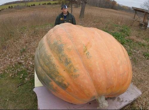 真实吃瓜,一场真实吃瓜事件背后的真相与反转