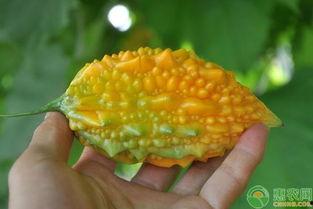 癞皮瓜怎么吃,解锁美味新体验